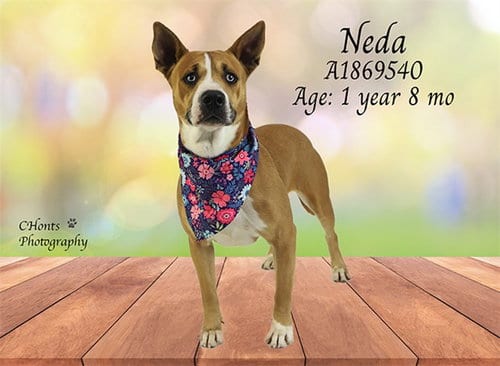 Photo of Neda, adoptable Pit Bull Terrier in Riverside, California