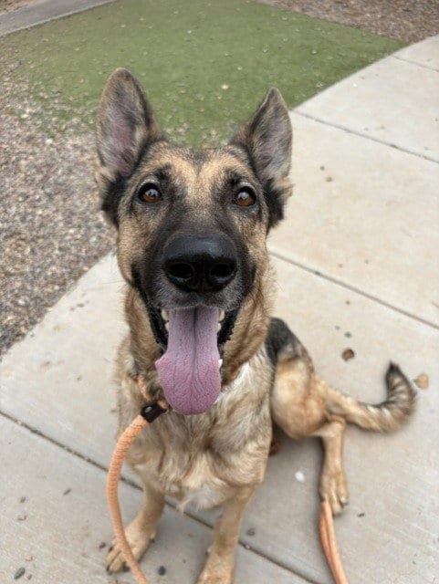 Photo of Pumpkin, adoptable German Shepherd Dog in Phoenix, Arizona