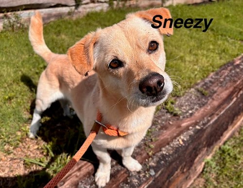 Photo of Sneezy, adoptable Chihuahua in Albuquerque, New Mexico