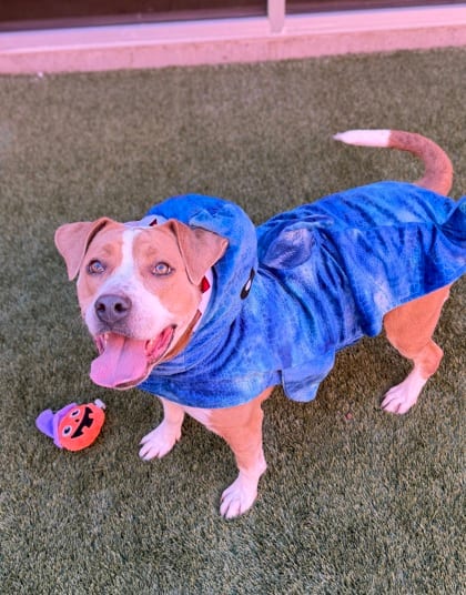 Photo of Kiko, adoptable dog in Farmington, New Mexico