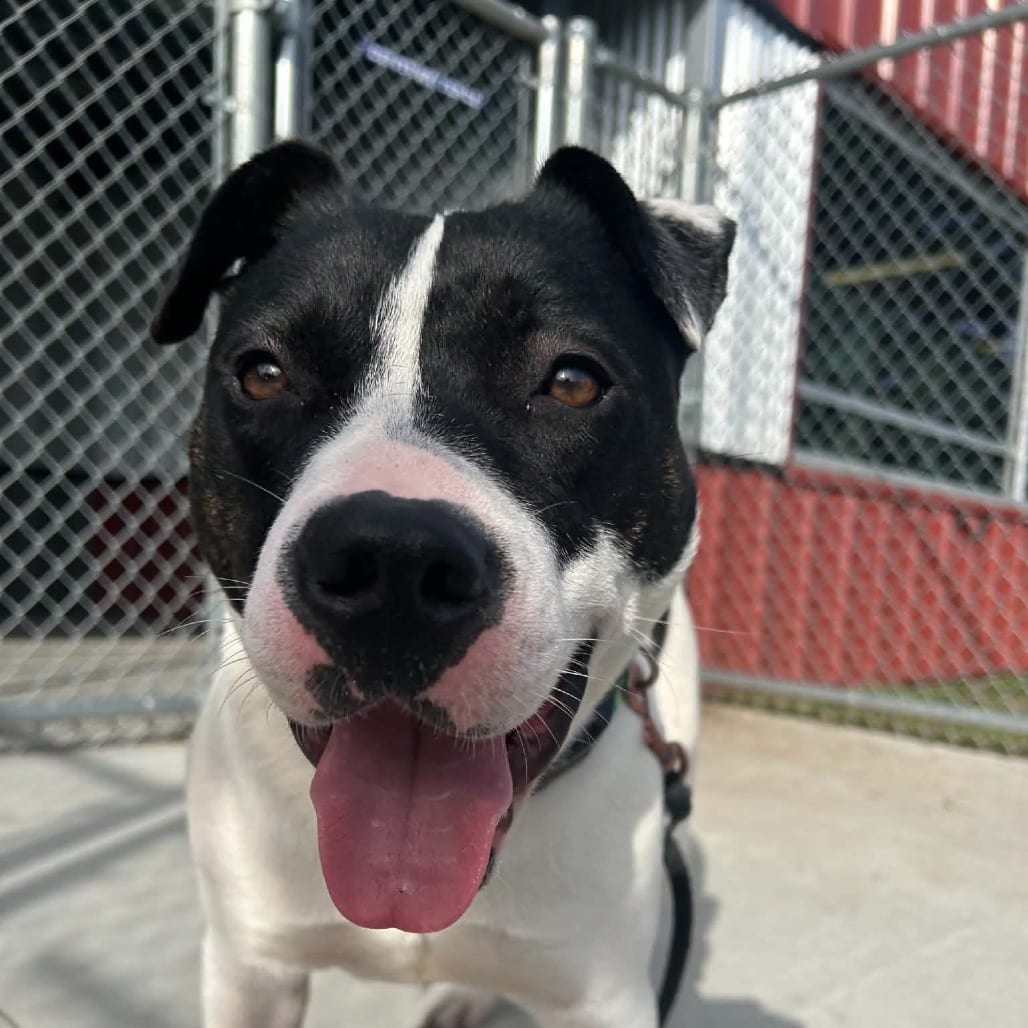 Photo of Stevie, adoptable Mixed Breed (Large) in St. Cloud, Minnesota