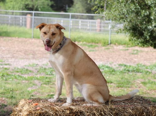 Photo of Asha's Dreamer, adoptable Husky in San Diego, California