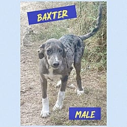 Photo of Baxter meet me 10/10, adoptable Terrier (Unknown Type, Medium) in East Hartford, Connecticut