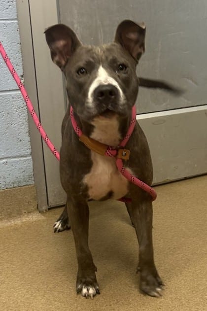 Photo of Sienna, adoptable dog in Chamblee, Georgia