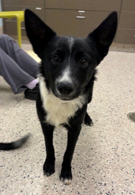 Photo of Tempeh, adoptable Australian Cattle Dog/Blue Heeler in Brighton, Colorado
