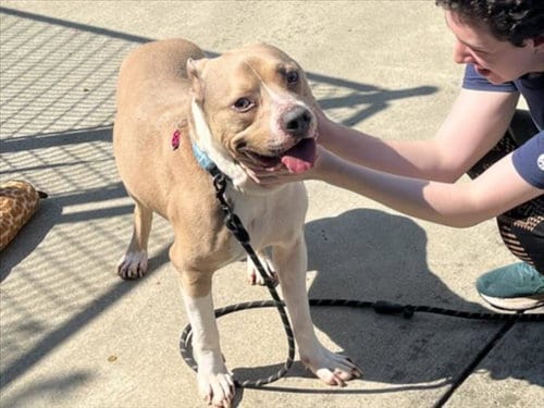 Photo of Haku, adoptable Pit Bull Terrier in Chapel Hill, North Carolina