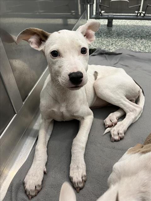 Photo of Stella, adoptable Pit Bull Terrier in Salisbury, North Carolina