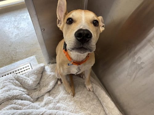 Photo of Hungry Dave, adoptable Pit Bull Terrier in Denver, Colorado
