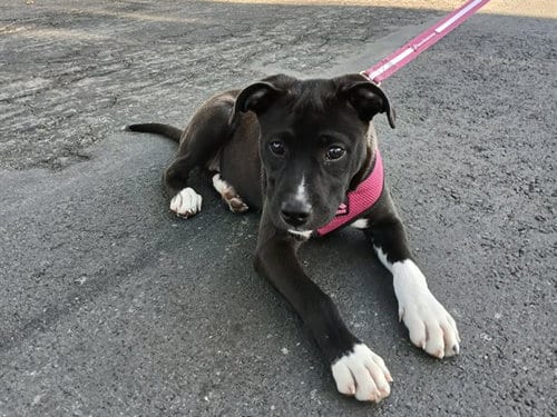 Photo of Kuromi, adoptable Pit Bull Terrier in Martinez, California