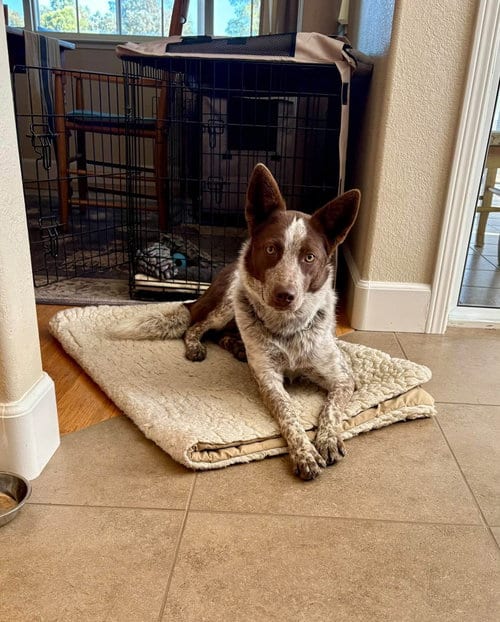 Photo of Ruby, adoptable Australian Cattle Dog/Blue Heeler in Paso Robles, California