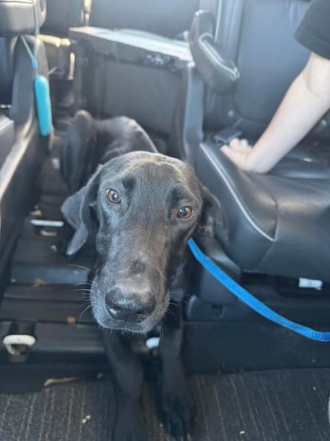 Photo of Collins, adoptable Great Dane in Bullard, Texas