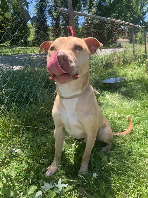 Photo of Linus, adoptable Pit Bull Terrier in O'Fallon, Illinois