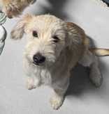 Photo of Sadie, adoptable Terrier in Croydon, New Hampshire
