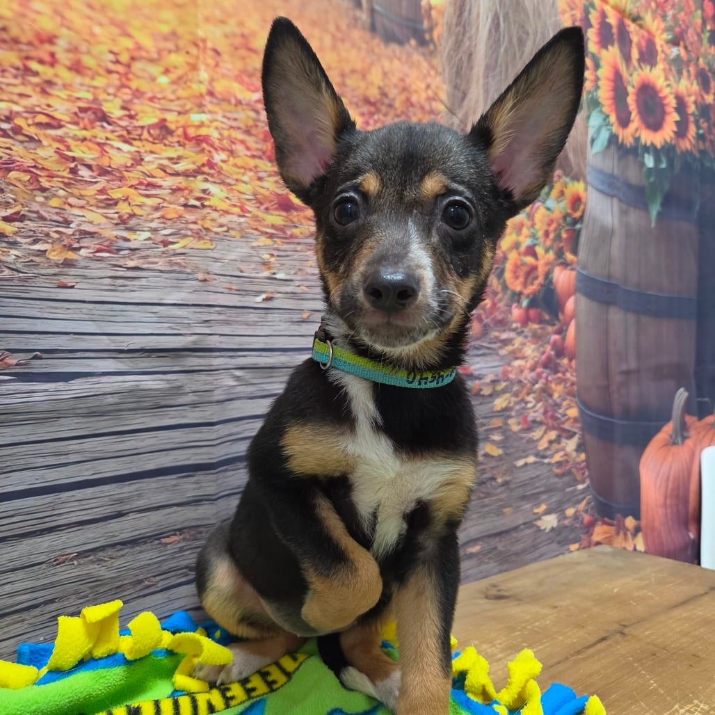 Photo of Bubbles, adoptable Pinscher, Miniature / American Blue Heeler in Normal, Illinois