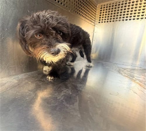 Photo of Derby, adoptable Cairn Terrier in Mesa, Arizona