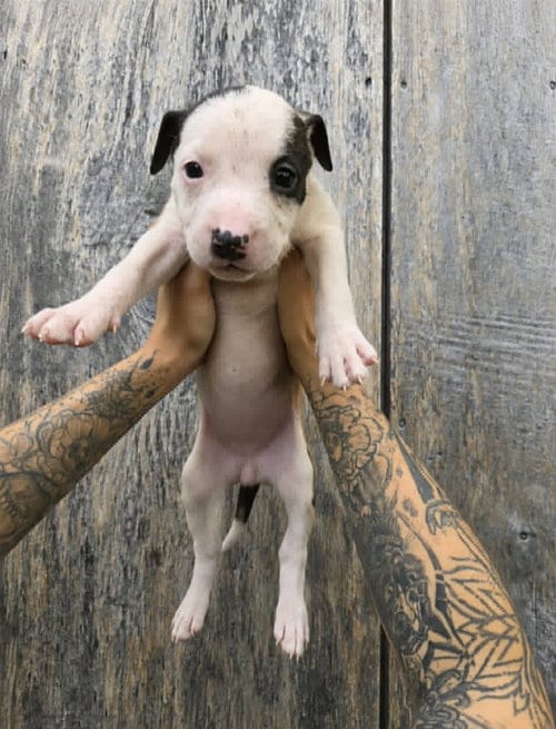 Photo of SR Puppy 16/21, adoptable American Pit Bull Terrier in Frankenmuth, Michigan