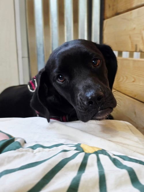 Photo of Petra, adoptable Pointer in Elizabethtown, Pennsylvania
