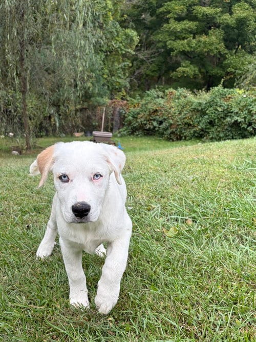 Photo of Nettle (N Puppies), adoptable Great Pyrenees in Brewster, New York