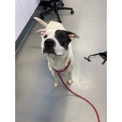 Photo of Dominos, adoptable Mixed Breed (Medium) in New Castle, Delaware