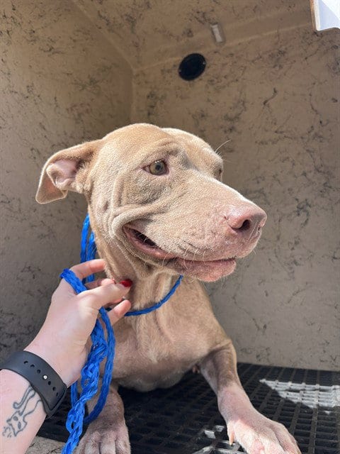 Photo of Foxy, adoptable Pit Bull Terrier in Killeen, Texas