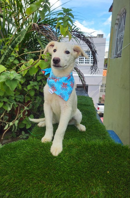 Photo of Snow, adoptable Labrador Retriever in Sanford, Florida