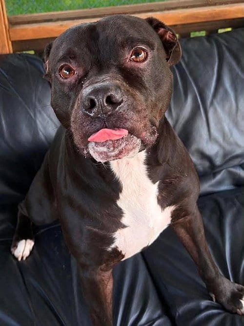 Photo of Onyx, adoptable Pit Bull Terrier in Martinsburg, West Virginia