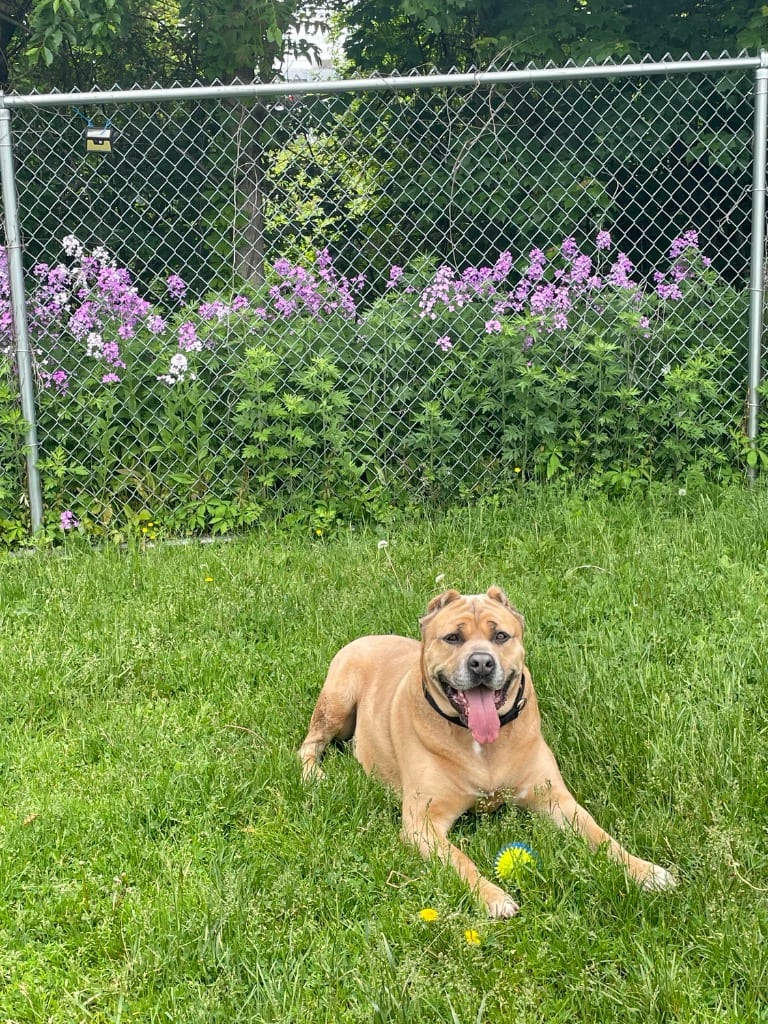 Photo of Mama (FKA Hannah 2.0), adoptable Cane Corso Mastiff in Meriden, Connecticut