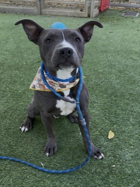 Photo of Bogey, adoptable Pit Bull Terrier in Van Nuys, California