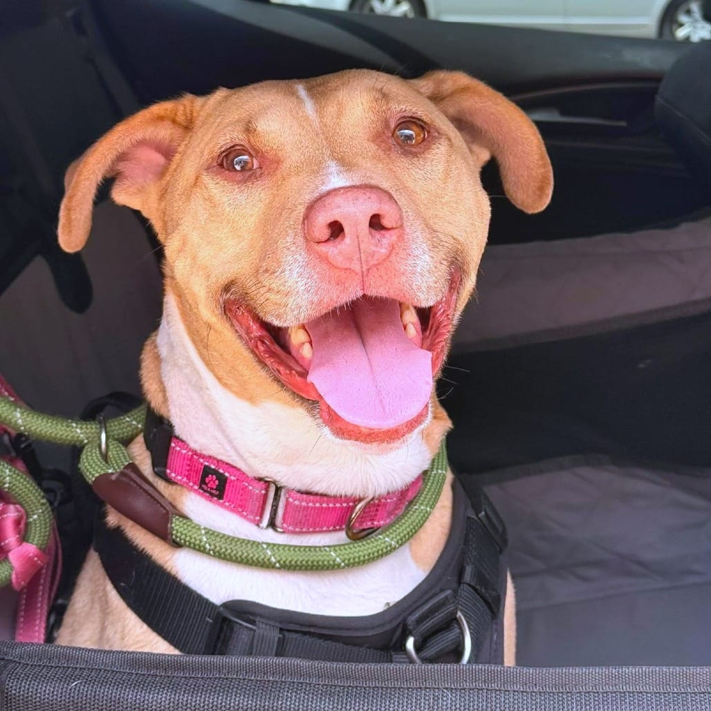 Photo of Saffron, adoptable Terrier, American Staffordshire / Mixed Breed (Medium) in Whitestone, New York