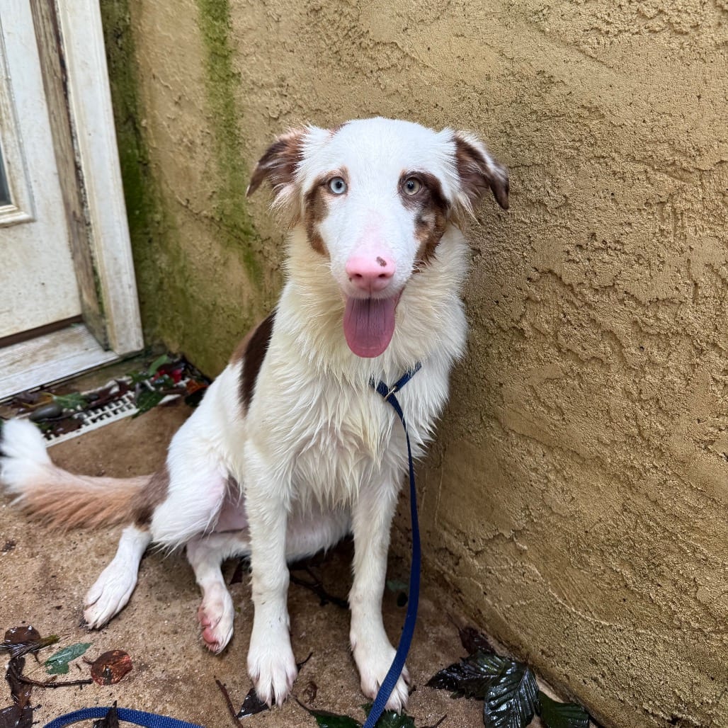 Photo of Peg, adoptable Shepherd, Australian in West Chester, Pennsylvania
