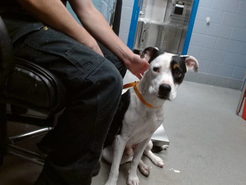 Photo of Sunset, adoptable American Pit Bull Terrier in Albuquerque, New Mexico
