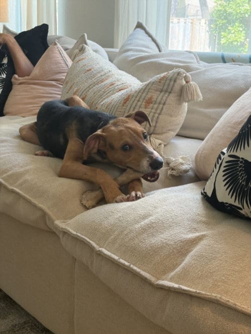 Photo of Richard, adoptable Beagle in Houston, Texas