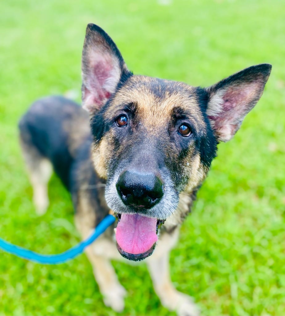 Photo of Mamaw Gladys, adoptable German Shepherd Dog in Chickamauga, Georgia