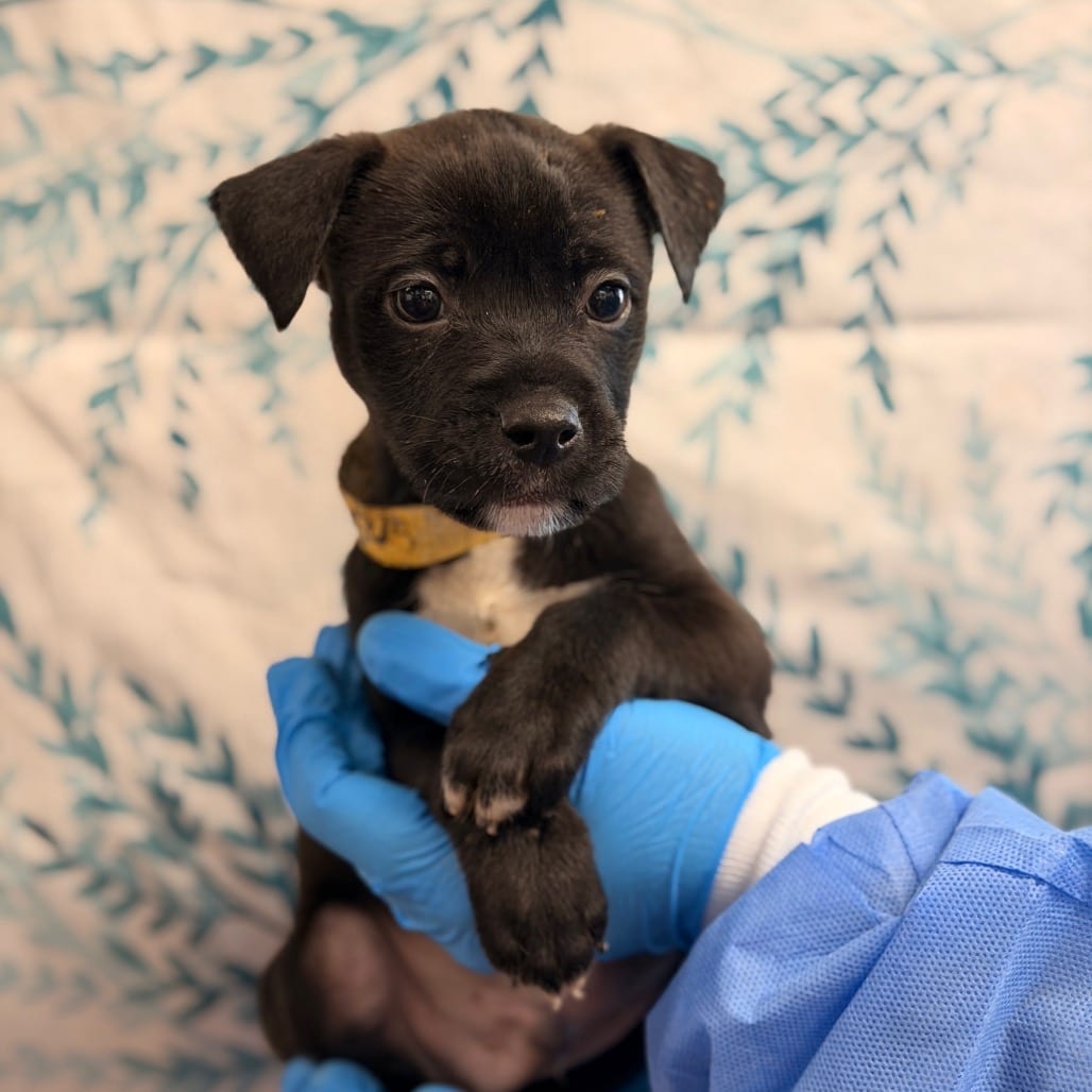 Photo of Guinness, adoptable Retriever, Labrador / Mix in San Antonio, Texas