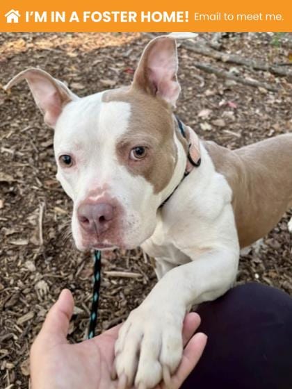Photo of Brewster, adoptable dog in Baltimore, Maryland