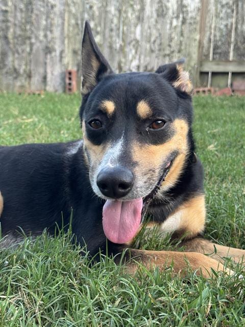 Photo of Dude, adoptable Australian Cattle Dog/Blue Heeler in Rosenberg, Texas