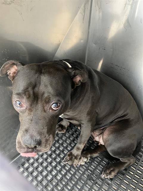 Photo of Tarzan, adoptable Pit Bull Terrier in Dallas, Texas