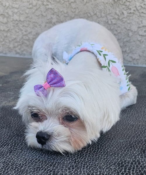 Photo of Lacey, adoptable Maltese in Dana Point, California