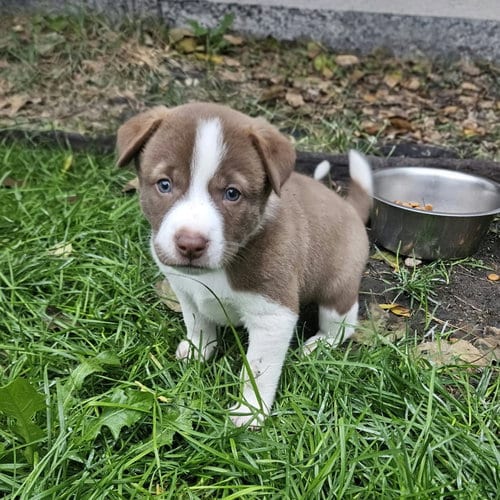 Photo of Eeny, adoptable Australian Cattle Dog/Blue Heeler in Fargo, North Dakota