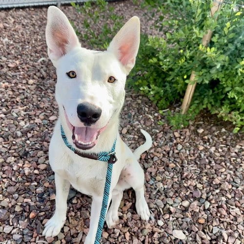 Photo of Kenobi, adoptable American Pit Bull Terrier in Mesa, Arizona