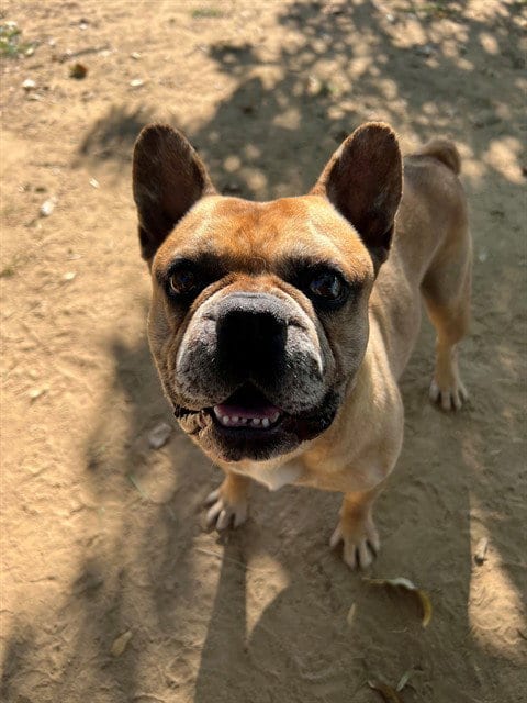 Photo of Chauncey, adoptable French Bulldog in Ojai, California
