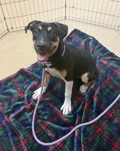 Photo of Quebec, adoptable dog in Chamblee, Georgia