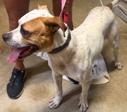 Photo of Brutus, adoptable Bull Terrier in Pottstown, Pennsylvania