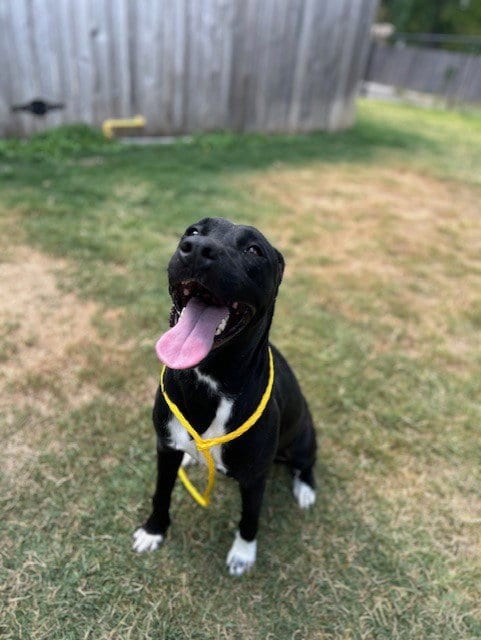 Photo of Shakorah, adoptable Labrador Retriever in Temple, Texas