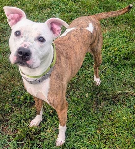 Photo of Pfeiffer, adoptable Pit Bull Terrier in Akron, Ohio