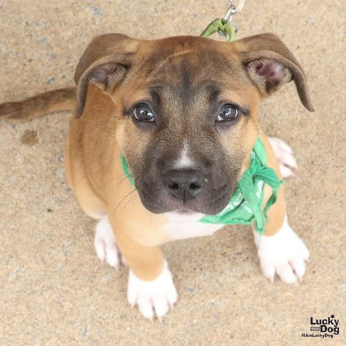 Photo of Petunia, adoptable Shepherd in Washington, District of Columbia