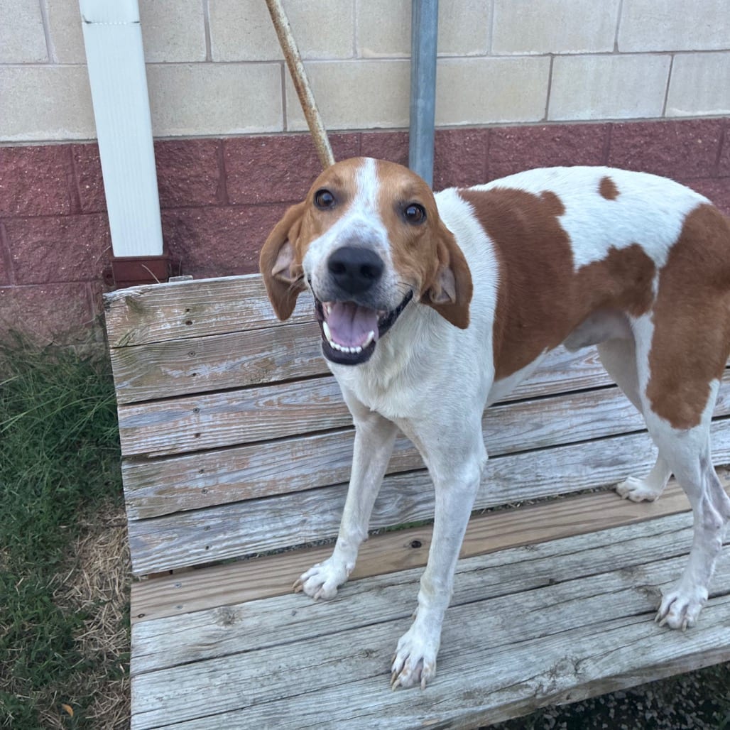 Photo of Dunkaroo, adoptable Mixed Breed (Large) in Fredericksburg, Virginia