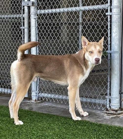 Photo of Mickey, adoptable Husky in Baytown, Texas