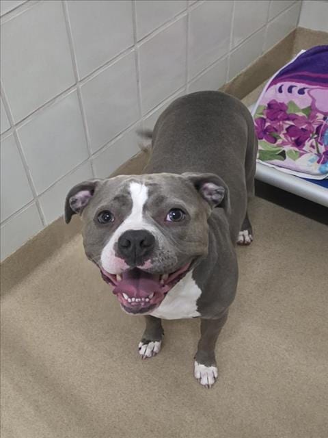 Photo of Gemma, adoptable American Pit Bull Terrier in Derwood, Maryland