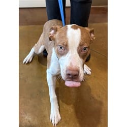 Photo of Bean, adoptable Pointer in Texas City, Texas